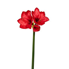 Амариллис красный 66 см